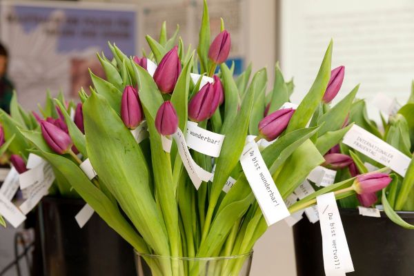 Fotografie - Violette Tulpen mit Zetteln auf denen „Du bist wunderbar!“ und „Du bist wertvoll!“ steht 