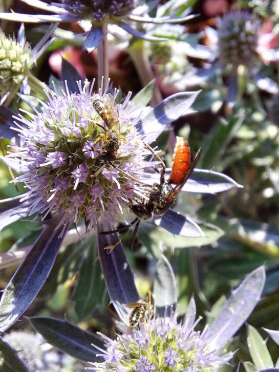 Fotografie: Blutbiene und mehrere Schmalbienenmännchen auf einem Flachblatt-Mannstreu