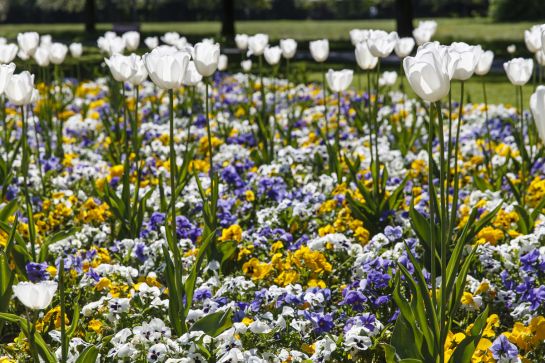 Bunte Blumenbeete