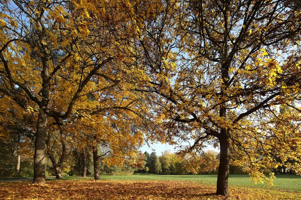 Fotografie - Herbstlaub im Albert-Schweitzer-Park