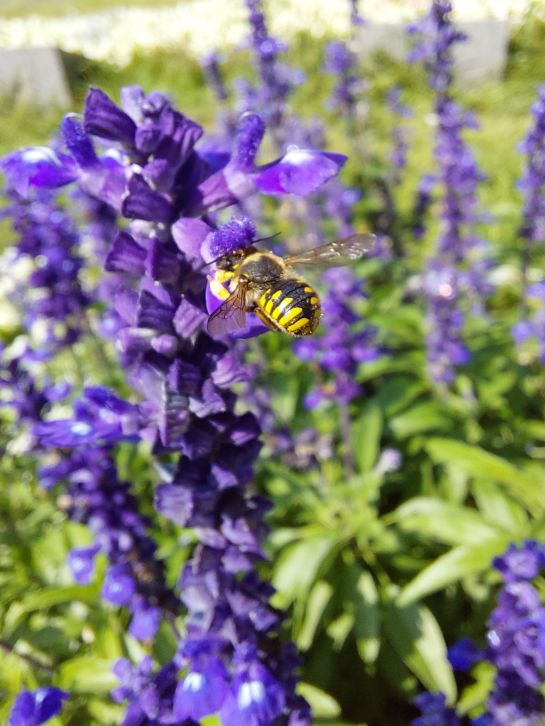 Fotografie: Wollbienenweibchen auf einem Mehligen Salbei