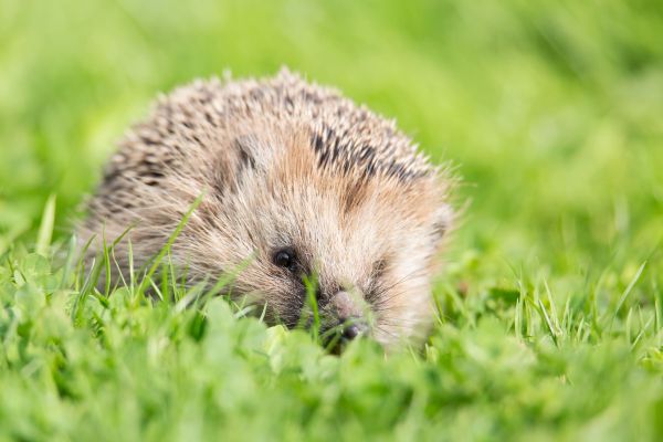 Fotografie: Igel im Gras