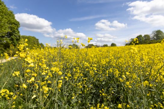 Fotografie: Rapsfeld mit Bäumen und blauem Himmel