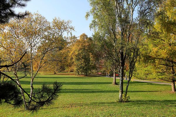 Fotografie - Wiesen im Sommer