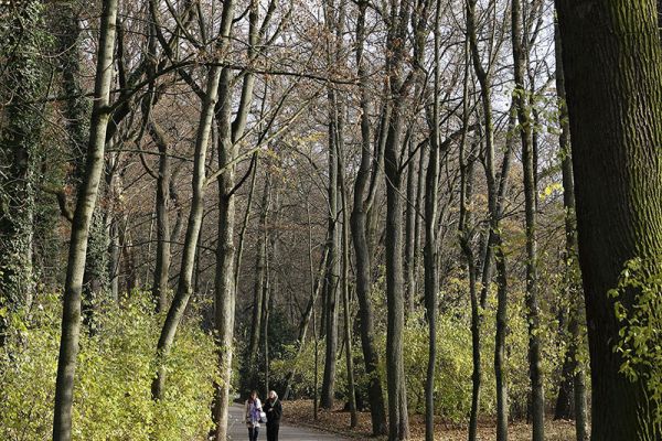 Fotografie - von Bäumen gesäumter Weg