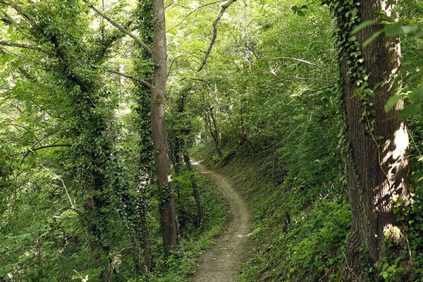 Fotografie - Wanderweg