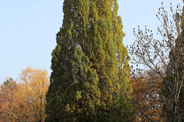 Fotografie - großer Baum im Albert-Schweitzer-Park