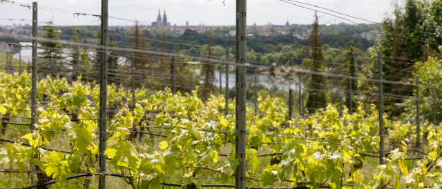 Fotografie - Blick vom städtischen Weinberg aus auf die Altstadt