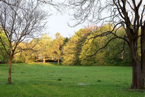 Fotografie - Wiese