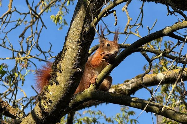 Fotografie: Ein Eichhörnchen sitzt im Baum.