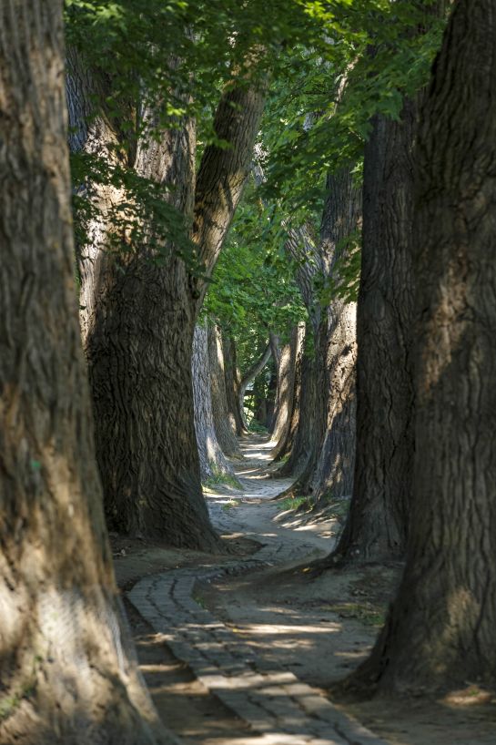 Fotografie: Blick in die Pappelallee