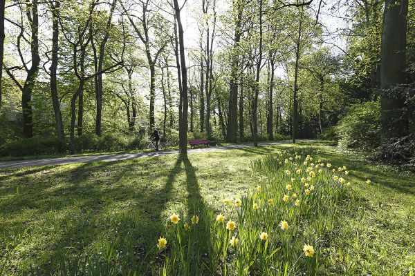 Fotografie - Sonne scheint durch Bäume, im Vordergrund Osterglocken