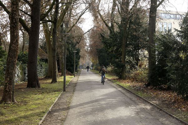 Fotografie - Von Bäumen gesäumter Weg