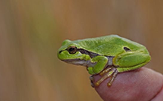 Frosch sitzt auf Finger