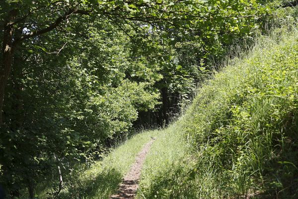 Fotografie - Wanderweg