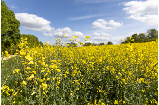 Fotografie: Rapsfeld mit Bäumen und blauem Himmel