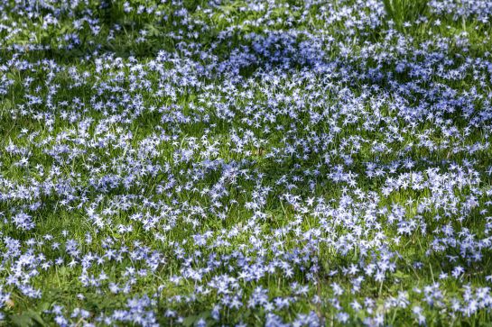 Ein Teppich aus Frühjahrsblumen. 