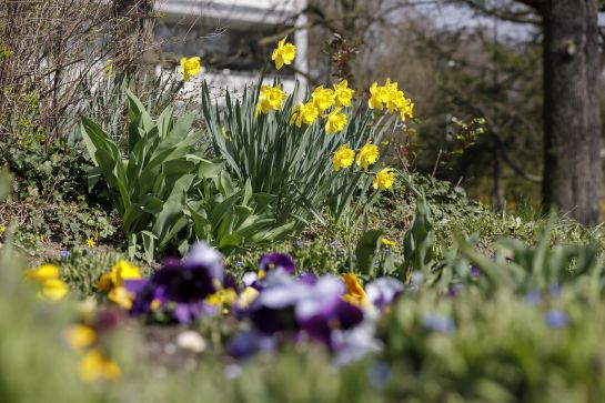 Regensburg erblüht im Frühling mit Narzissen und Stiefmütterchen